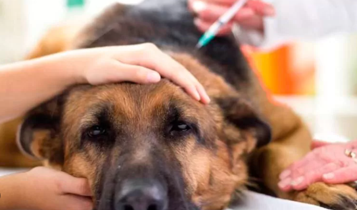 Guía completa de primeros auxilios para perros protocolo ABC RCP hemorragias y emergencias